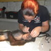Treating Chimpanzees in Sierra Leone Jenny Jaffe, Chimp Vet