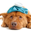 Vet Lessons Sick dog