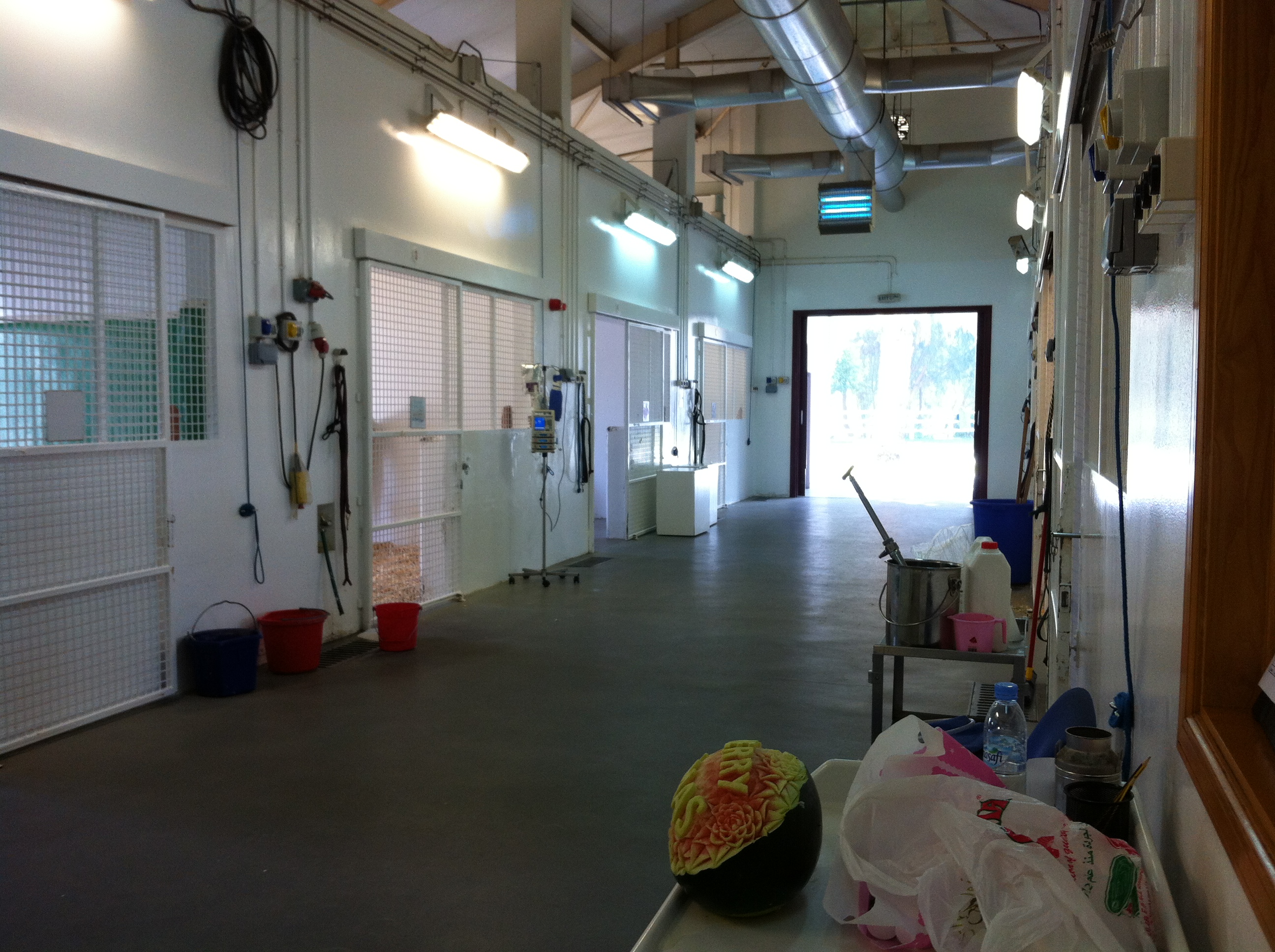 Dubai Racehorse Work Experience Vet School Success