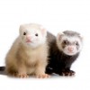 Vet News – Exotic News Two ferrets