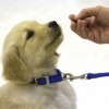 Vet News – Small Animal News Puppy training