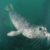 Vet News – Exotic News Seal underwater