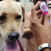 Vet News – Small Animal News Dog being vaccinated against rabies