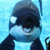 Vet News – Exotic News Orca, Killer Whale