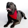 Vet News – Small Animal News pet blood bank, dog