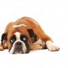 No Offer, No Cry Sad bulldog