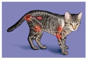 Osteoarthritis in cats