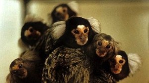 Group of Marmosets