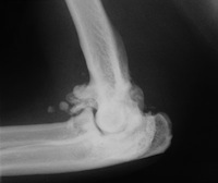Osteoarthritis in a feline elbow
