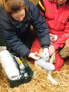 Adelle Isaacs, Farm vet with patient